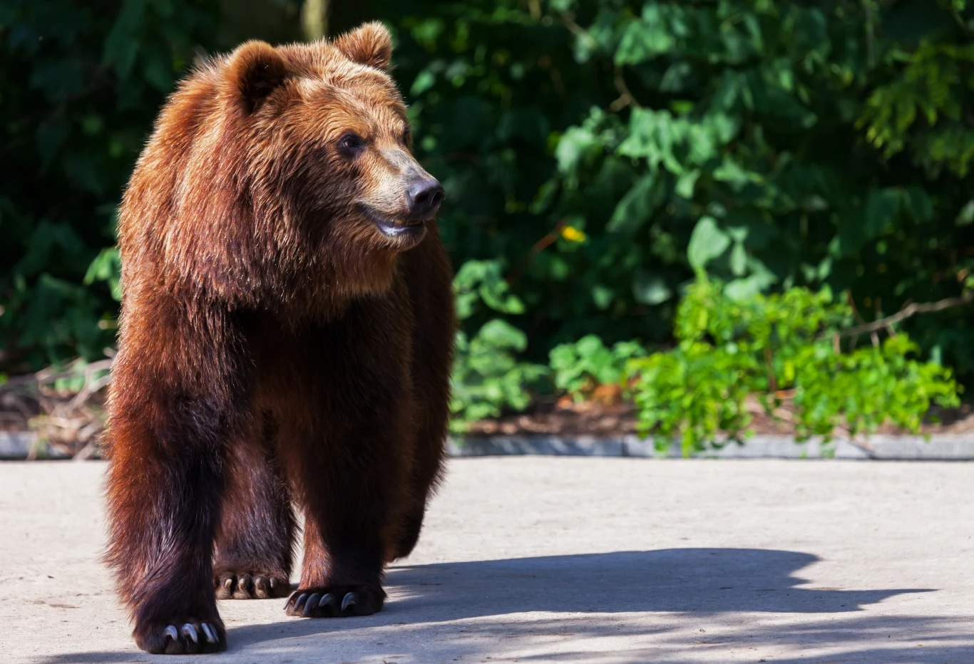 We Włoszech zastrzelono niedźwiedzicę