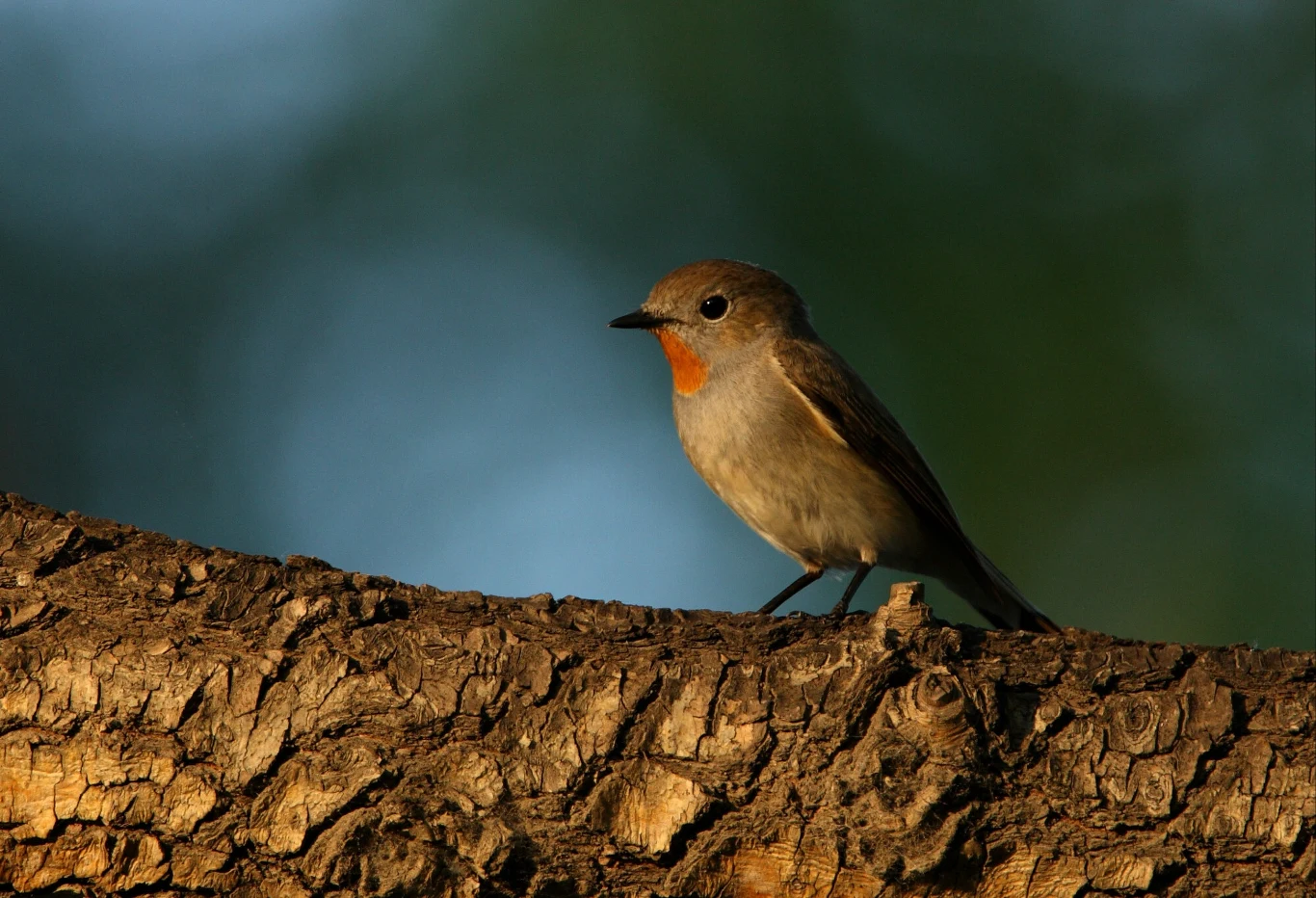 Ficedula parva