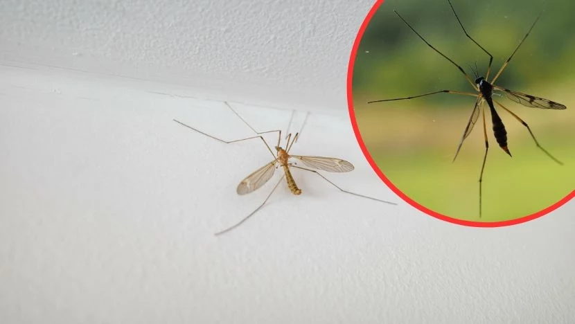 Komarnice można łatwo pomylić z pożytecznymi wachlarzynami Komarnice można łatwo pomylić z pożytecznymi wachlarzynami