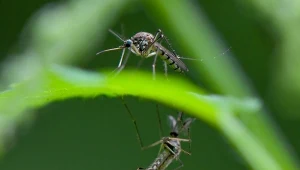 Groźne komary tygrysie pojawiły się w Szwecji