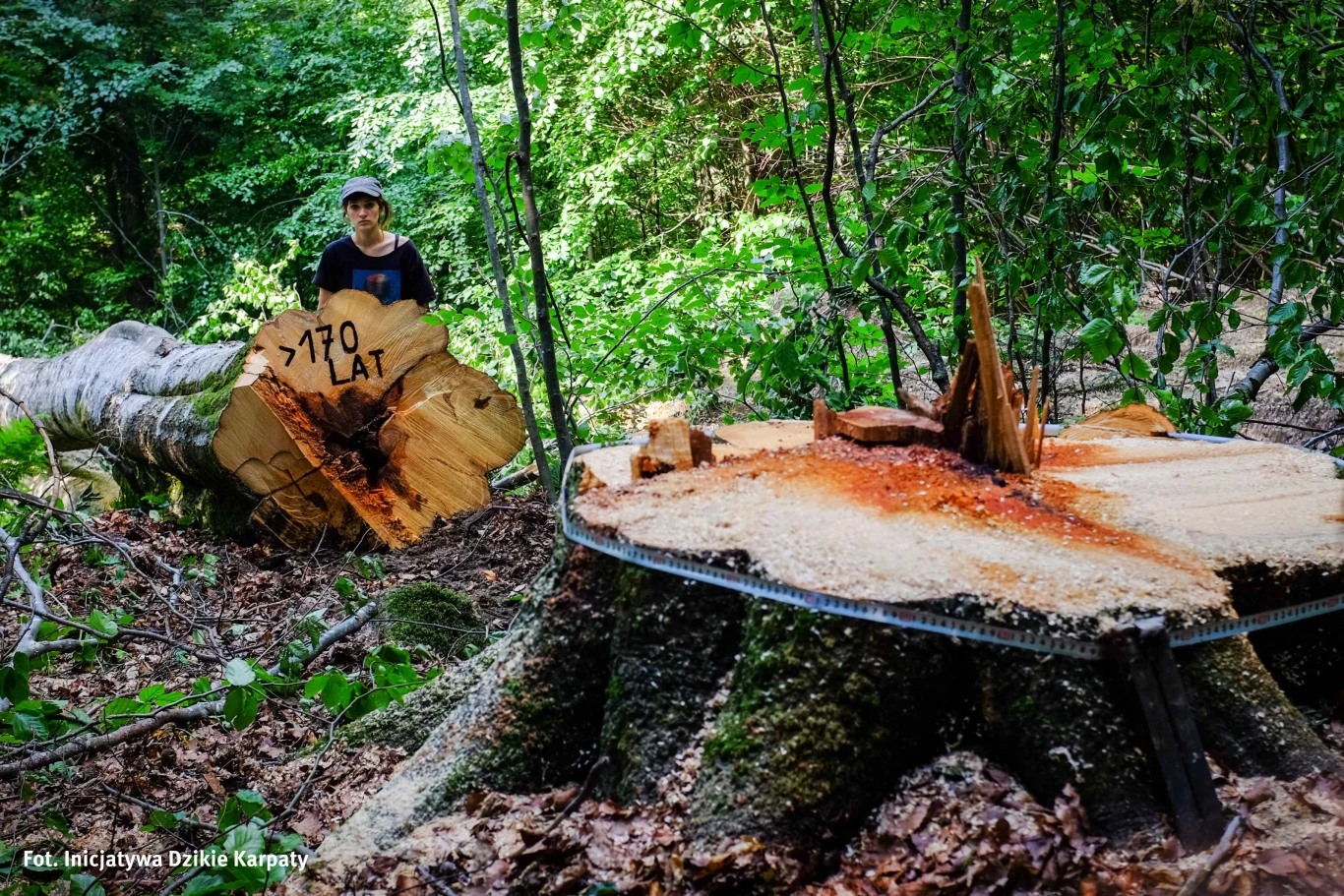 Stare drzewa są najcenniejsze