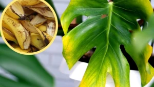 Monstera zmarniała w czasie urlopu? Ta darmowa odżywka szybko ją wzmocni