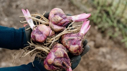 Jak sadzić lilie i czym je nawozić?