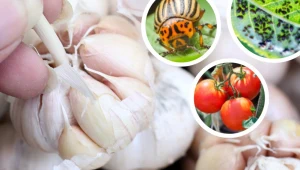 Nie wyrzucaj łupin z czosnku. Lepszego odstraszcza na stonki i mszyce nie znajdziesz