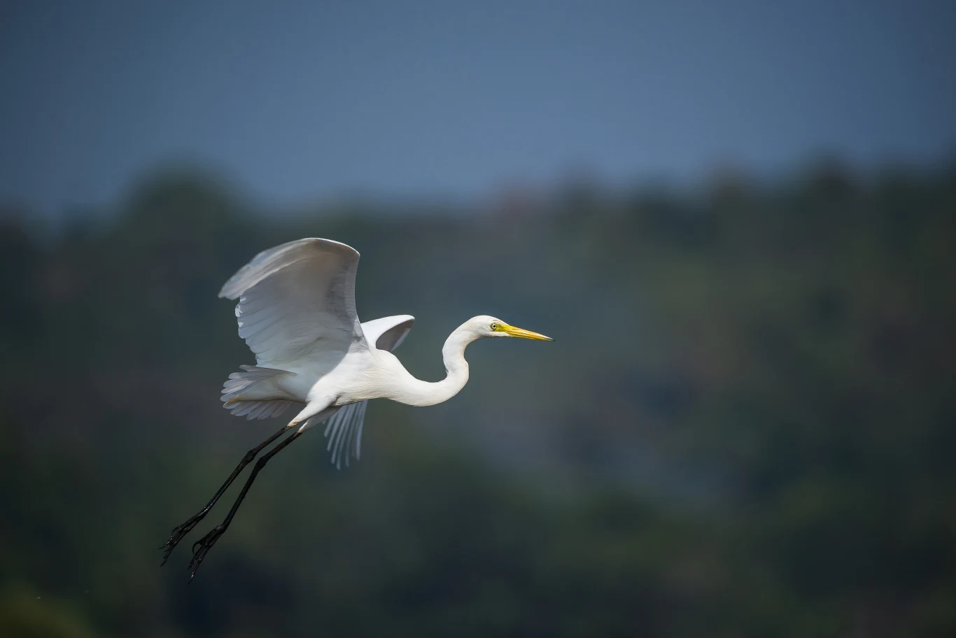 Czapla zamieszkuje różne kontynenty oprócz Antarktydy