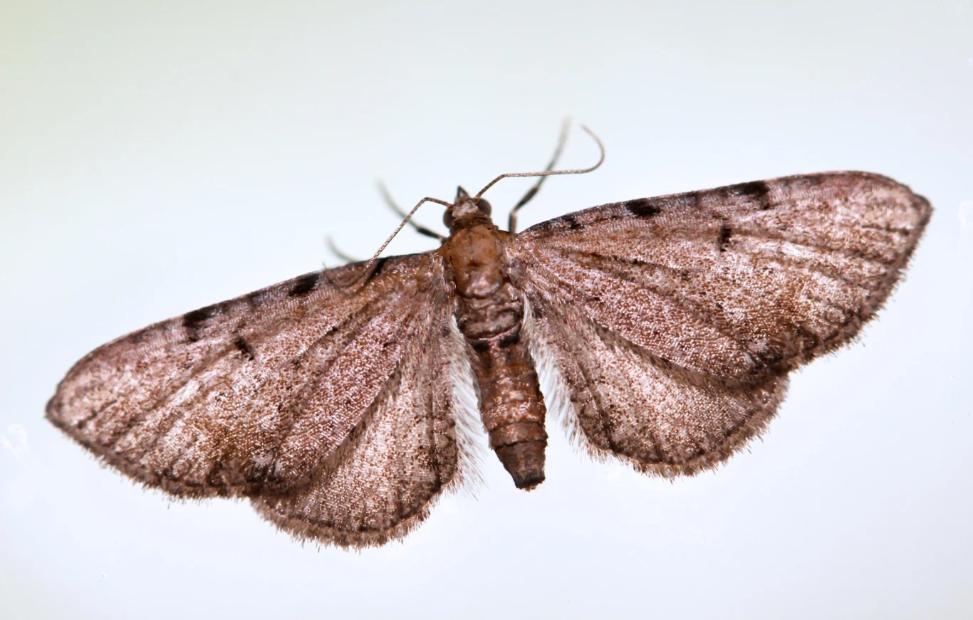 Jak pozbyć się moli z kuchni? Wystarczy zastosować prosty trik z liściem laurowym, po którym owady szybko opuszczą twój dom