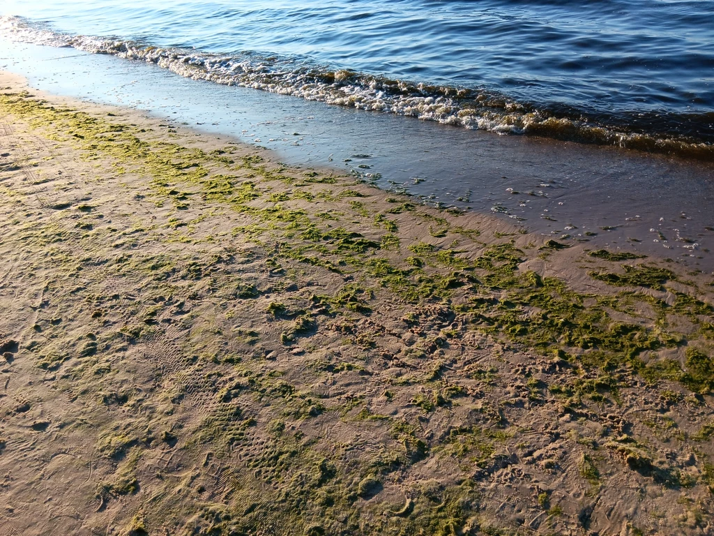 Glony na plaży mogą być źródłem nieprzyjemnego zapachu