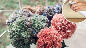 Prosty sposób na suszenie hortensji. Spryskaj je tym, a nigdy nie stracą koloru