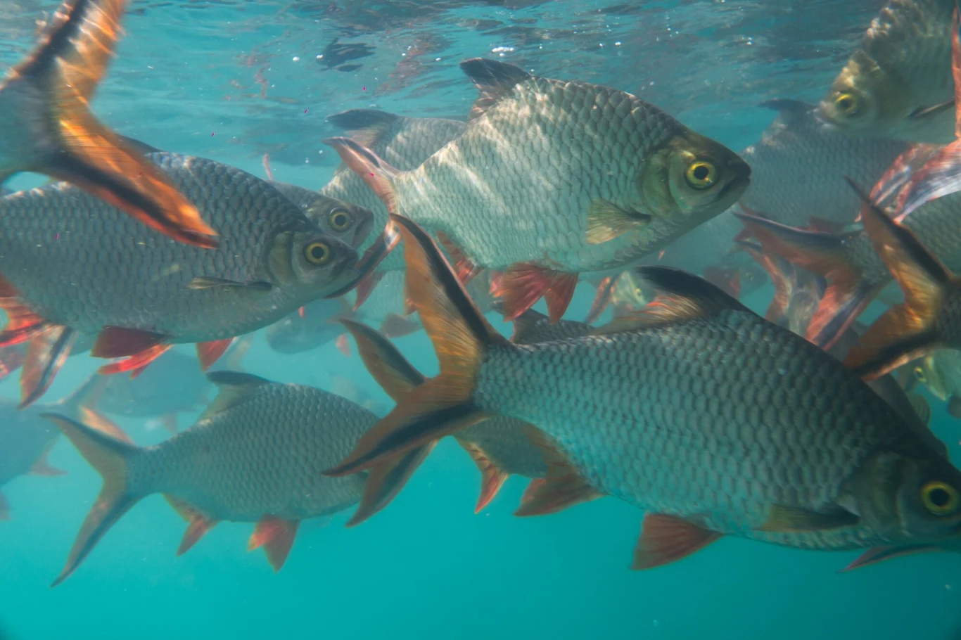 Tilapie naturalnie żyją w Afryce. Na zdjęciu tilapie w Nilu Tilapie naturalnie żyją w Afryce. Na zdjęciu tilapie w Nilu