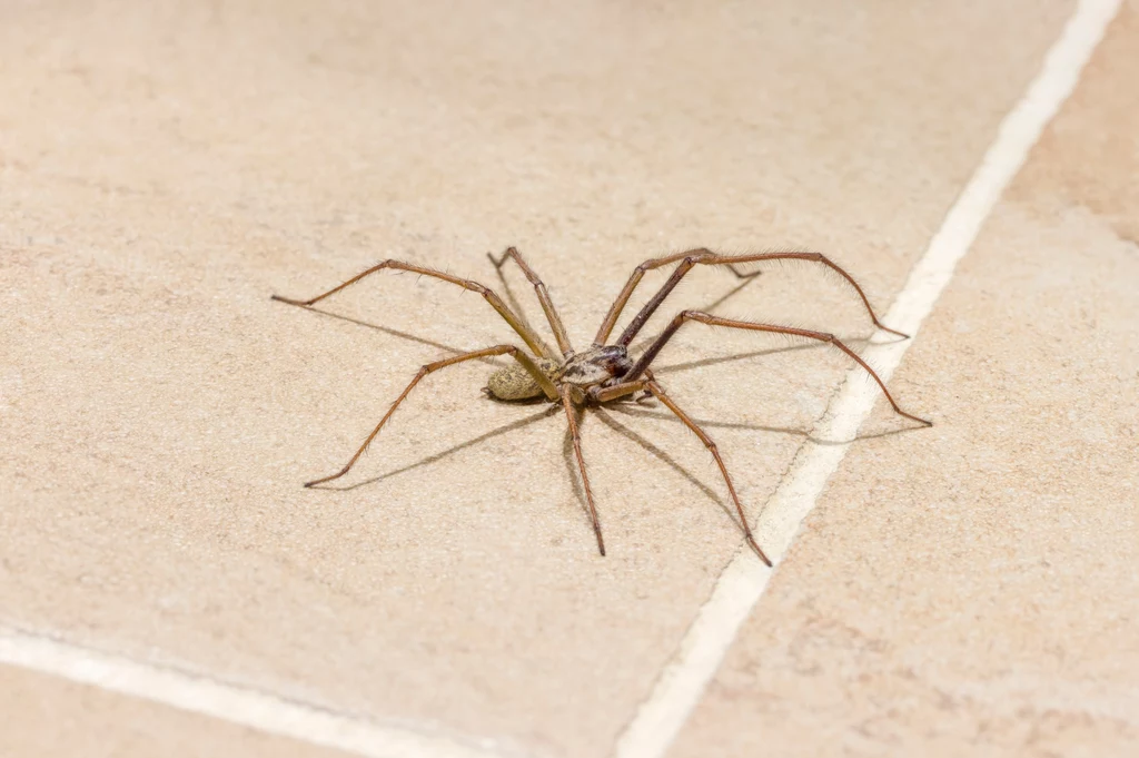 Pająki w domu nie są niebezpieczne dla zdrowia, chyba że ktoś cierpi na arachnofobię