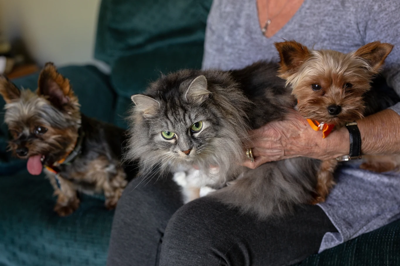 Tajwan. Kandydat na prezydenta chce przyznawać parom psa lub kota za urodzenie dziecka Tajwan. Kandydat na prezydenta chce przyznawać parom psa lub kota za urodzenie dziecka