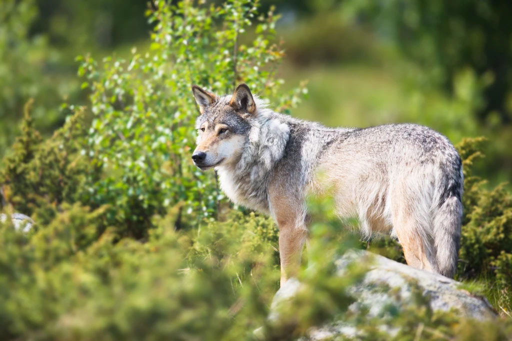 Populację wilków w Rumunii szacuje się na ok. 3 tys. osobników