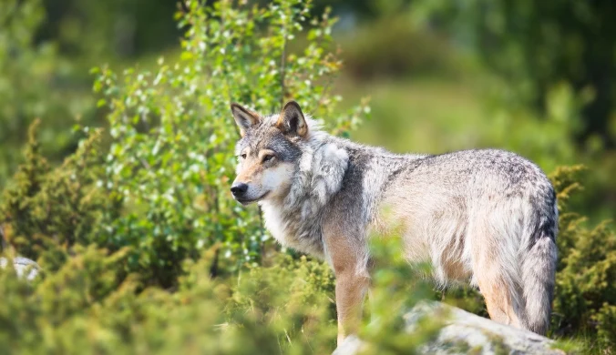 Holendrzy chcą kontrolować liczbę wilków w kraju