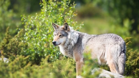 Holendrzy chcą kontrolować liczbę wilków w kraju