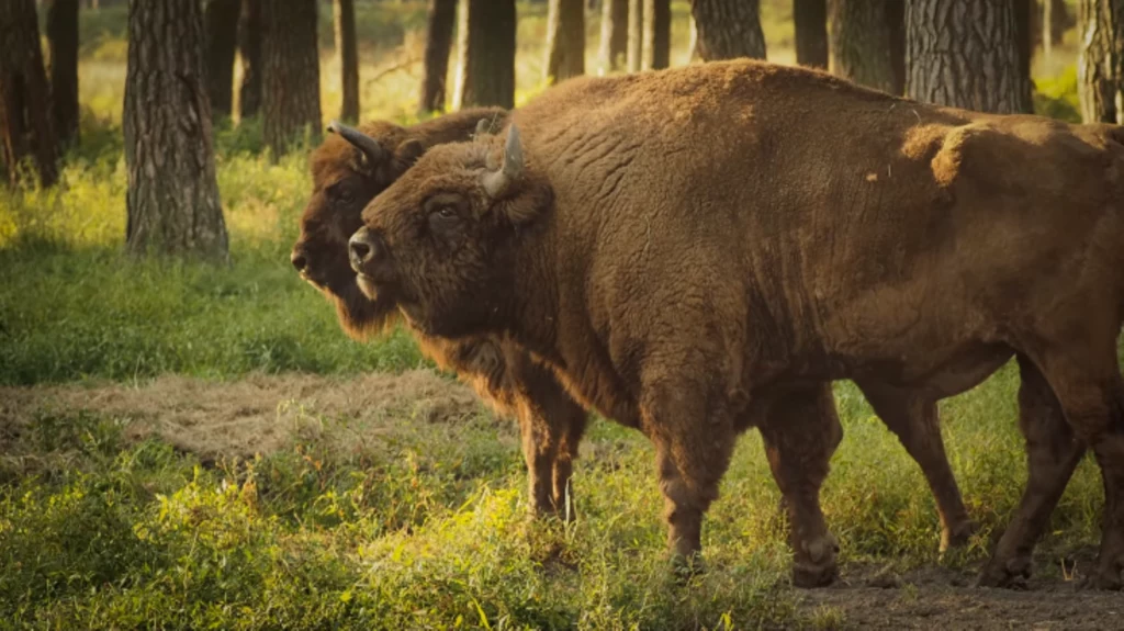 Rozpoczyna się okres godów wśród żubrów. Niezwykłe nagranie z Niepołomic Rozpoczyna się okres godów wśród żubrów. Niezwykłe nagranie z Niepołomic