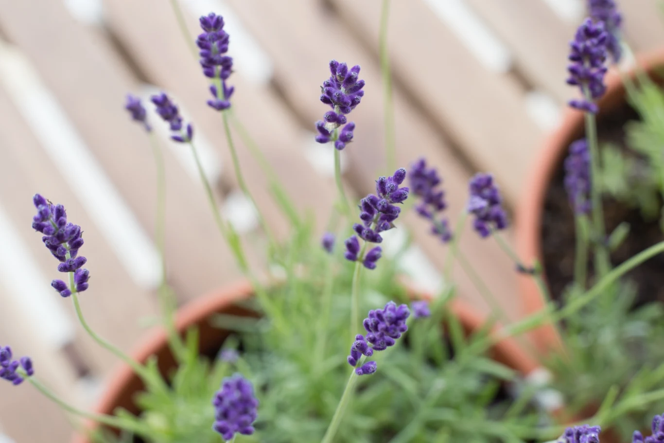 Brak cięcia szybko sprawia, że lawenda traci swój urok Brak cięcia szybko sprawia, że lawenda traci swój urok