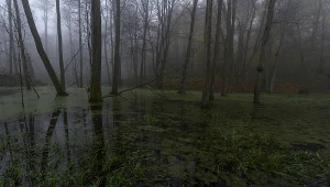 Mężczyzna wpadł do bagna i nie mógł się wydostać, zdj. ilustracyjne 