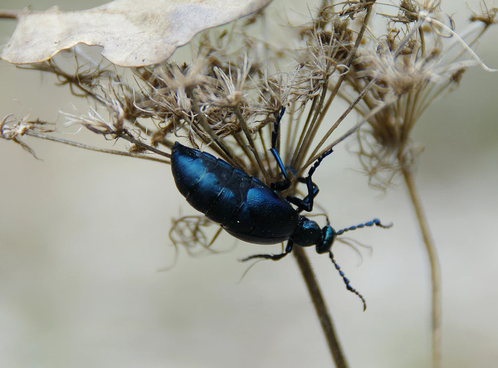 Oleica krówka to chrząszcz, który wytwarza kantarydynę. 