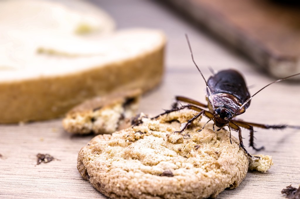 Karaluchy mogą zjawić się w każdym domu zupełnie niespodziewanie