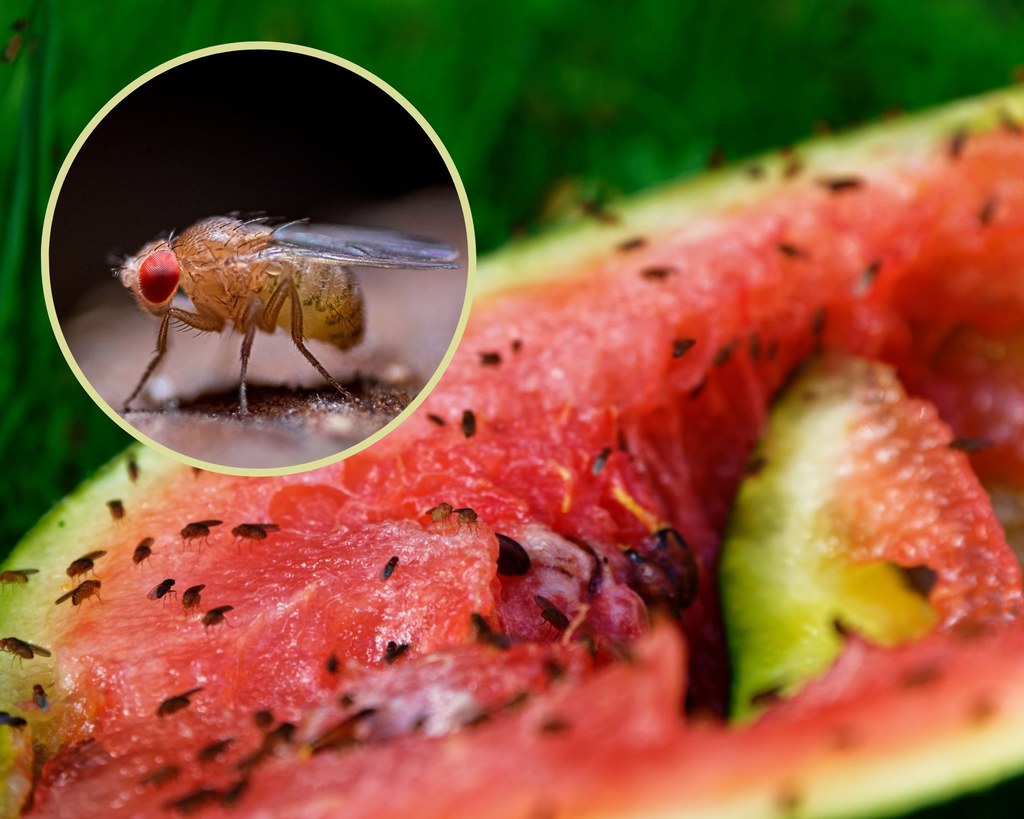 Muszki owocówki to niewielkie owady: jak się ich pozbyć domowymi sposobami?