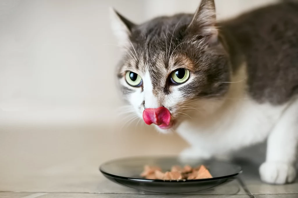 Nadmierny apetyt u kota to sygnał, którego nie można bagatelizować