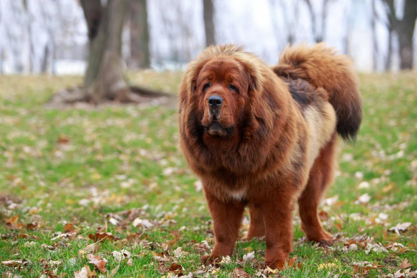 Mastif tybetański został uznany za najdroższego psa na świecie