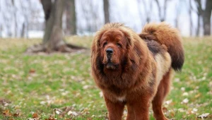 Był najdroższym psem świata, a później zakazano jego hodowli. Oto historia "zwierzęcego Rolexa"