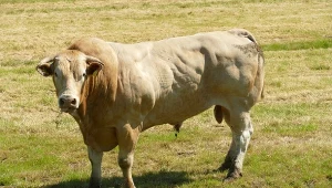 Z gospodarstwa w Wielkopolsce uciekł byk, władze apelują o ostrożność. Zdj. ilustracyjne