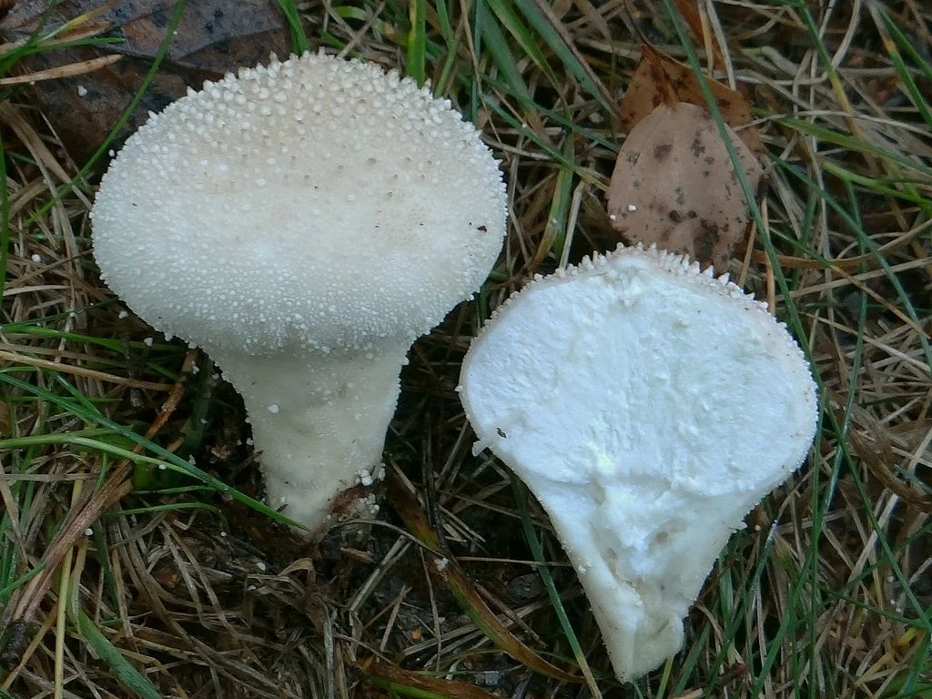 purchawka chropowata - młody owocnik