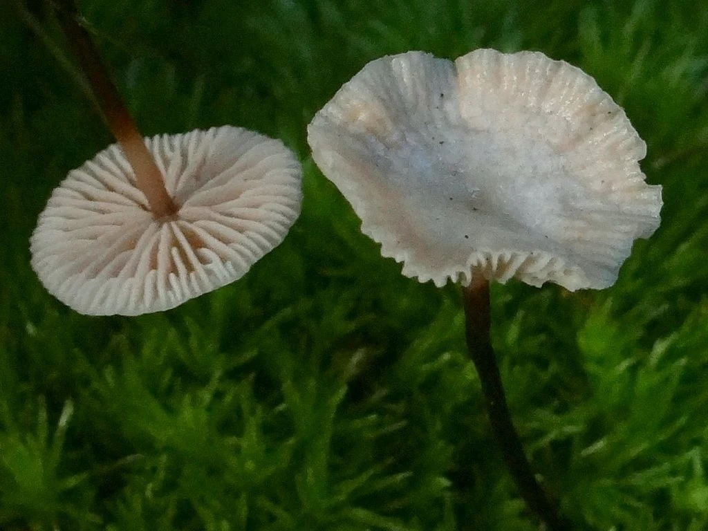 Twardzioszek czosnaczek