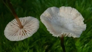 Grzyb, który ma smak i aromat czosnku. Idealny do suszenia
