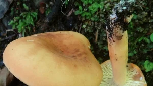 Mało kto wie, że jest jadalny. To jeden z najsmaczniejszych grzybów