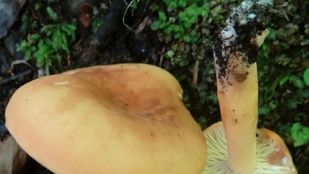 Niewiele osób wie, że krówka to jadalny grzyb.