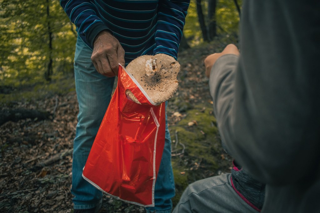 Wiele osób zbiera grzyby do foliowych reklamówek. To ogromny błąd, który może zniszczyć zdrowie