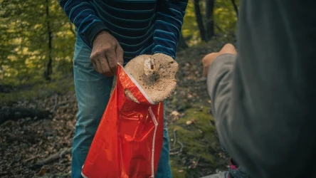 Wiele osób zbiera grzyby do foliowych reklamówek. To ogromny błąd, który może zniszczyć zdrowie
