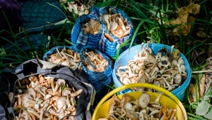 "Wronie uszy" w polskich lasach. Za 1 kg tego grzyba płacą 400 zł