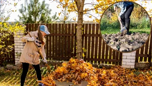 O tym musisz pamiętać jesienią w ogrodzie. W ten sposób przygotujesz go do zimy