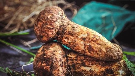 Gąska sosnowa to najdroższy grzyb świata, który po wielu latach znów zaczął pojawiać się w polskich lasach