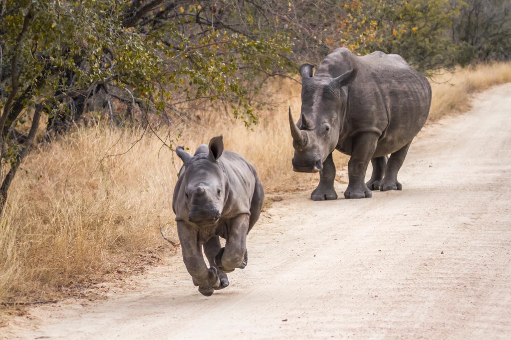 Operacja uwolnienia nosorożców zajmie nawet 10 lat