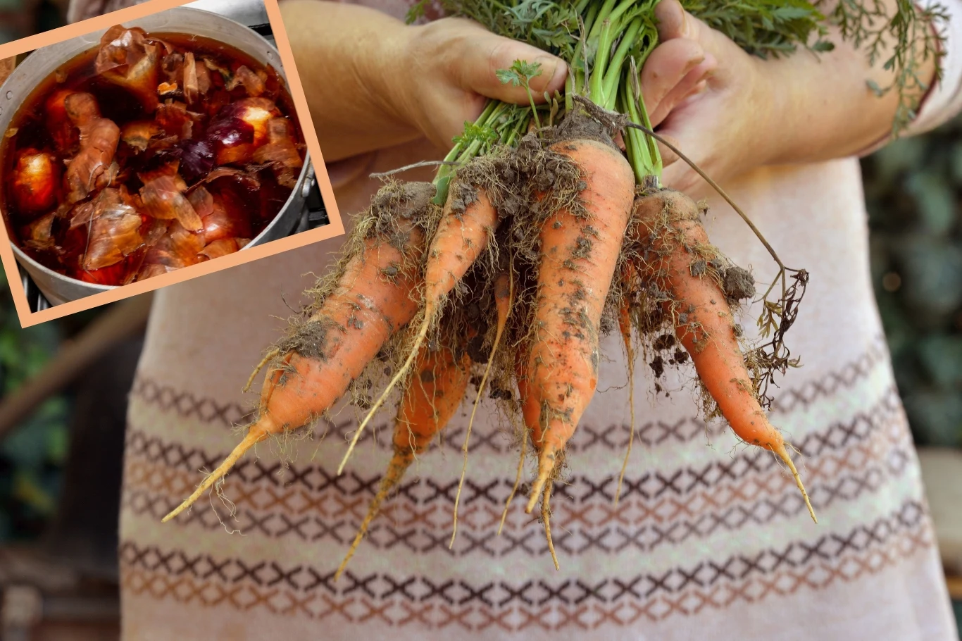 Jak przechowywać marchew tak, by była zawsze świeża? Istnieje na to prosty babciny trik Jak przechowywać marchew tak, by była zawsze świeża? Istnieje na to prosty babciny trik