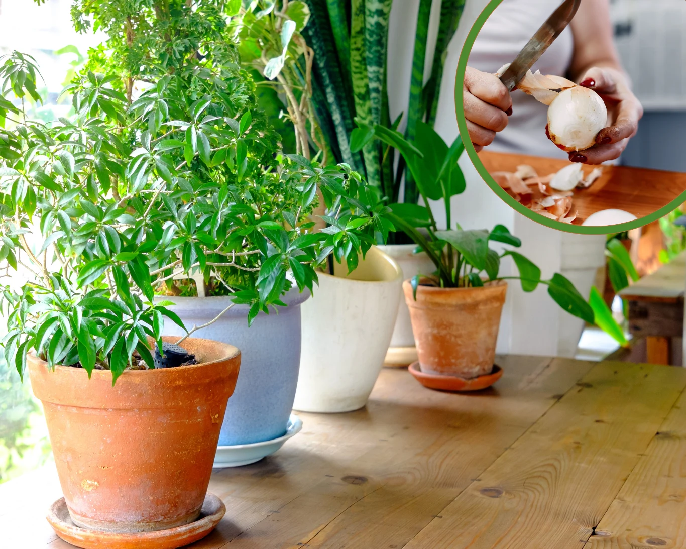 Do czego wykorzystać łupiny cebuli? Mogą się przydać do pielęgnacji roślin doniczkowych