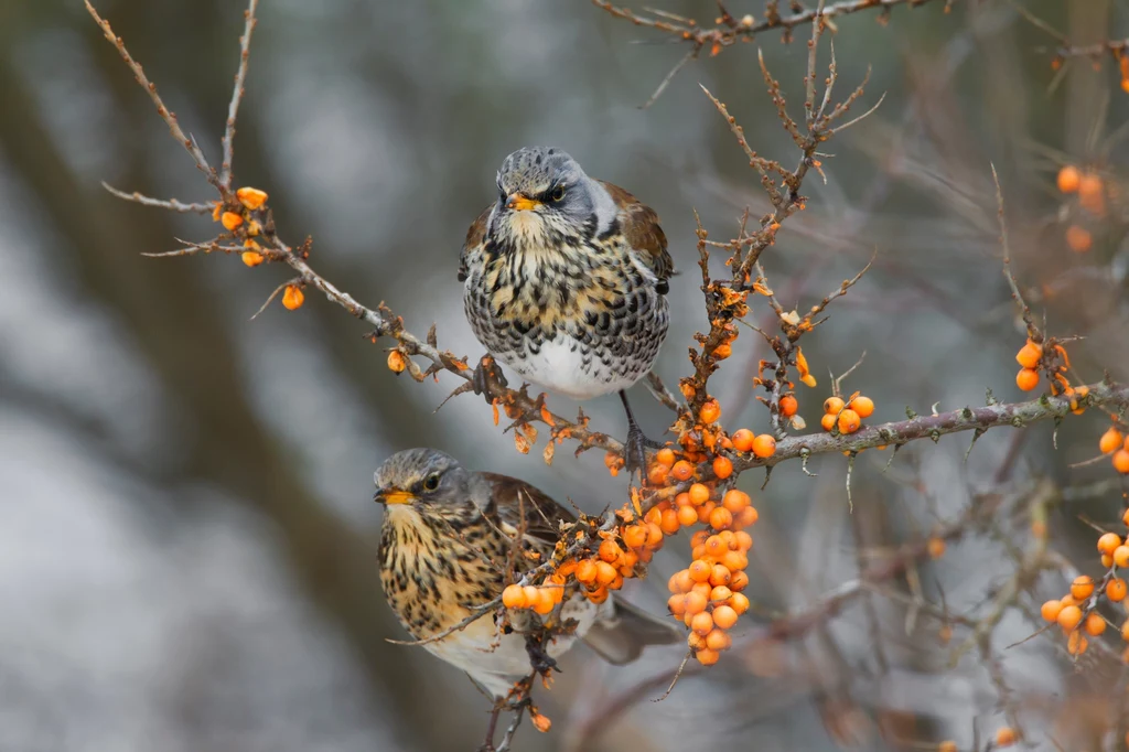Zimą krzewy mogą stać się wspaniałą stołówką dla ptaków