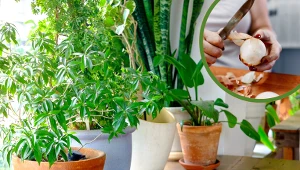 Zamiast wyrzucać, zrób domową odżywkę do kwiatów. Wzmocni je lepiej, niż ta ze sklepu