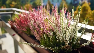 Jak przezimować balkonowe wrzosy? Dzięki temu nie przemarzną