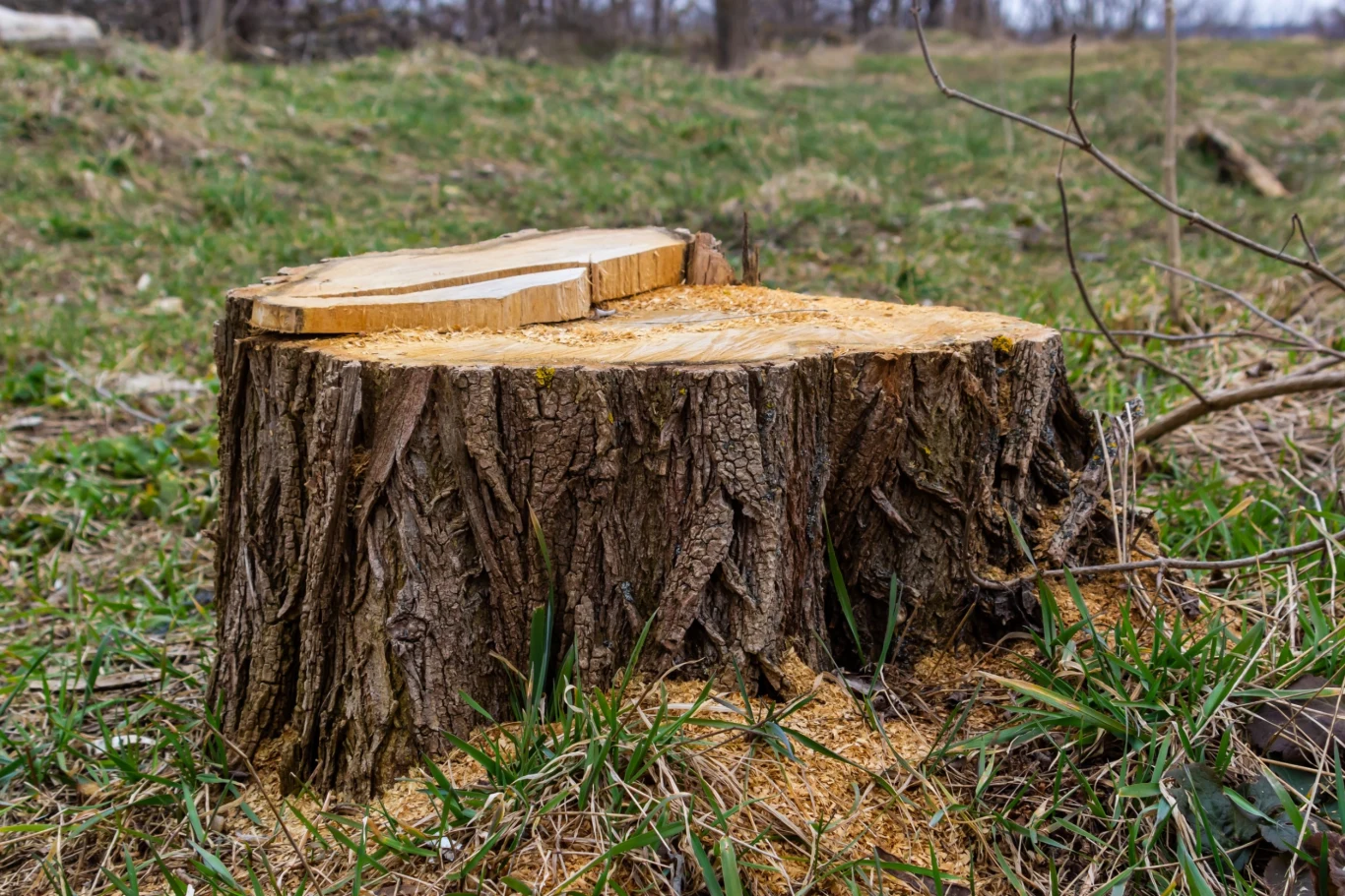 Stary pień drzewa można usunąć stosując nawozy lub sól angielską.