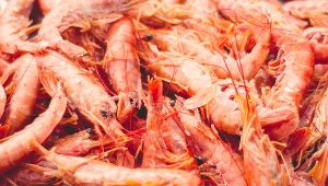 W mrożonych krewetkach, które sprowadzono do USA, wykryto radioaktywny izotop. 