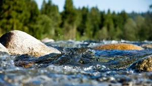 "Żywy materiał" oczyści nasze rzeki? Wydrukowano go w 3D