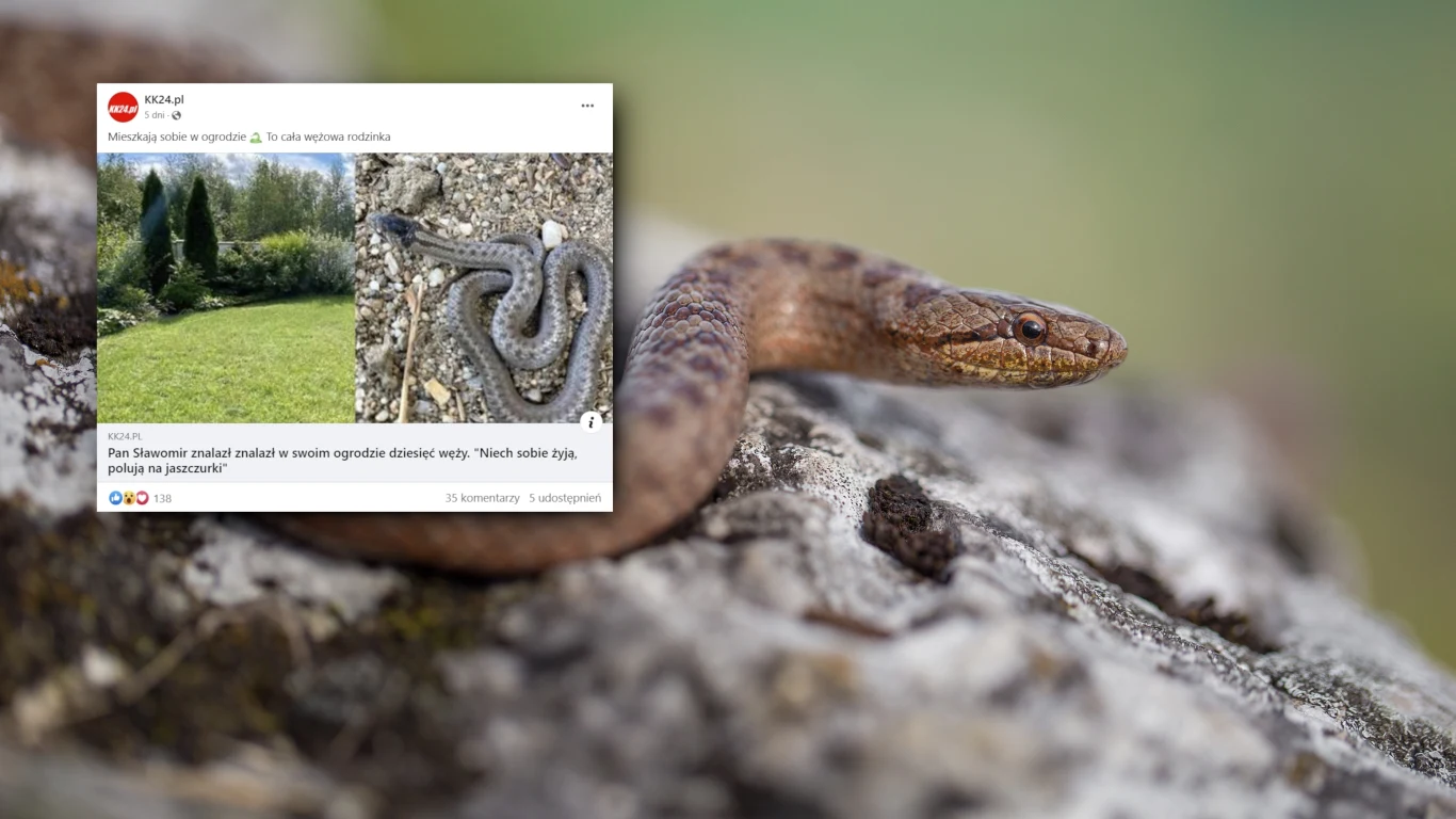 Gniewosz plamisty to niejadowity i pożyteczny wąż. Pan Sławomir z Kędzierzyna-Koźla ma ich w swoim ogrodzie aż 10 Gniewosz plamisty to niejadowity i pożyteczny wąż. Pan Sławomir z Kędzierzyna-Koźla ma ich w swoim ogrodzie aż 10