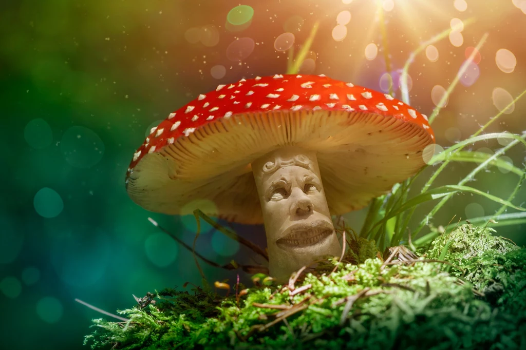 Jednym z najczęściej wykorzystywanych symboli pochodzących ze świata grzybów jest muchomor