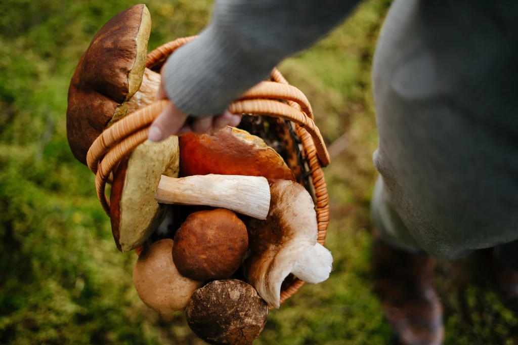 Nie ma przepisów, które zakazywałyby obywatelom innych krajów zbierania grzybów w Polsce